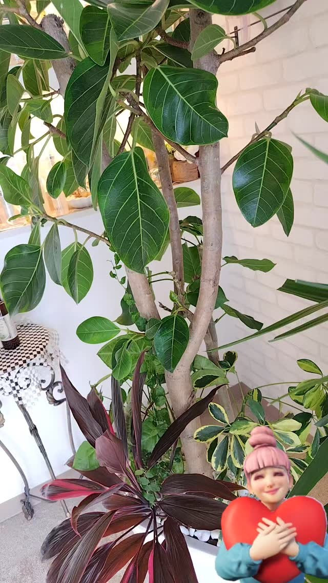 ハナモナのかよちゃん♡