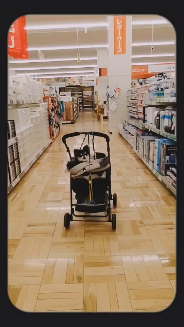 #休日#わんこサービス#トリミング