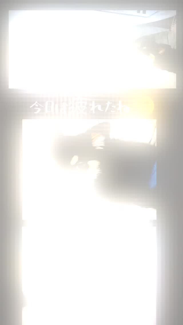 先代チワワのムコちゃんが旅立って